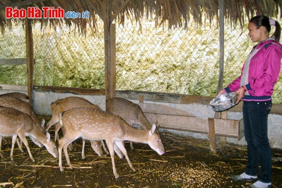 Phong trào phụ nữ thi đua phát triển kinh tế: Sâu rộng, hiệu quả! ảnh 2 Phong trào phụ nữ thi đua phát triển kinh tế: Sâu rộng, hiệu quả! ảnh 2