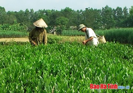 Hương Sơn là địa phương có nhiều tiềm năng, lợi thế để phát triển kinh tế nông nghiệp, nhất là kinh tế vườn đồi, trang trại. Hương Sơn là địa phương có nhiều tiềm năng, lợi thế để phát triển kinh tế nông nghiệp, nhất là kinh tế vườn đồi, trang trại.