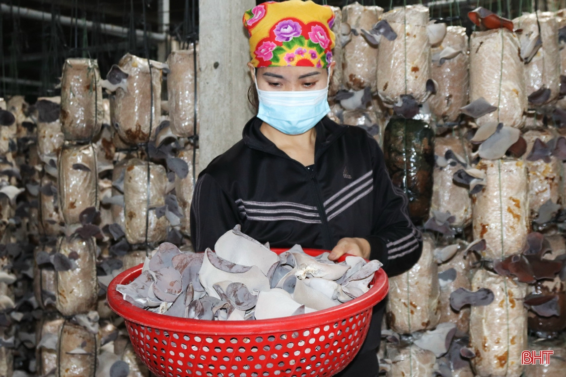 Mô hình trồng nấm cho doanh thu gần 3 tỷ đồng/năm ở Hà Tĩnh