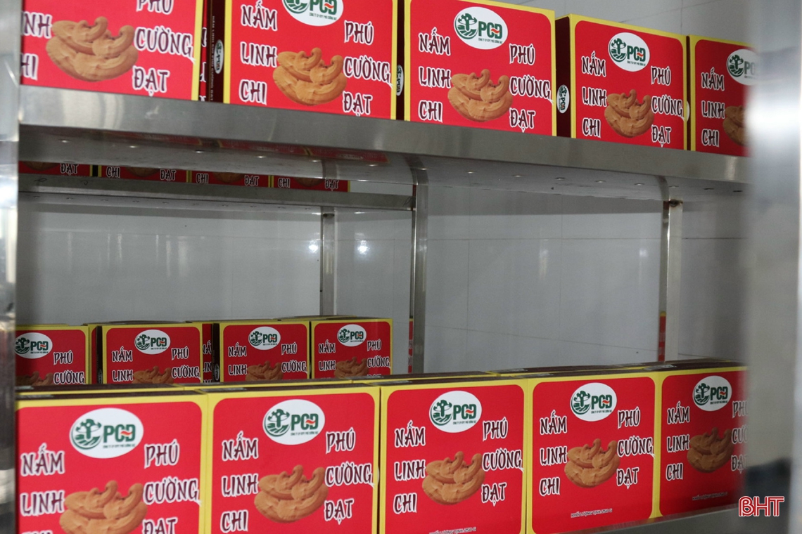 Mô hình trồng nấm cho doanh thu gần 3 tỷ đồng/năm ở Hà Tĩnh