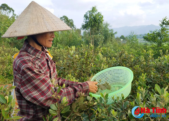no nuc ru nhau len doi hai sim