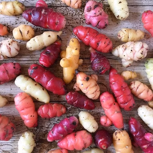 nhung loai rau cu ruc ro sac mau nhieu nguoi khong tin co that