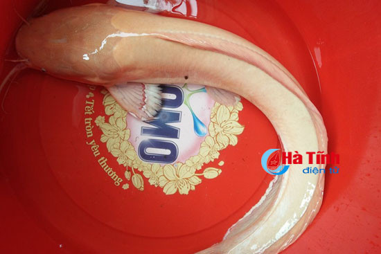 nong dan loc ha bat duoc ca tre la