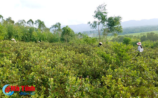 no nuc ru nhau len doi hai sim
