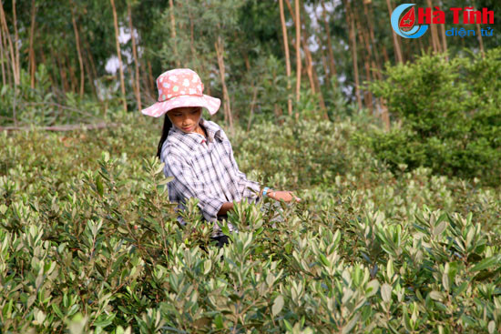 no nuc ru nhau len doi hai sim
