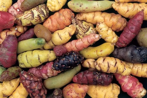 nhung loai rau cu ruc ro sac mau nhieu nguoi khong tin co that