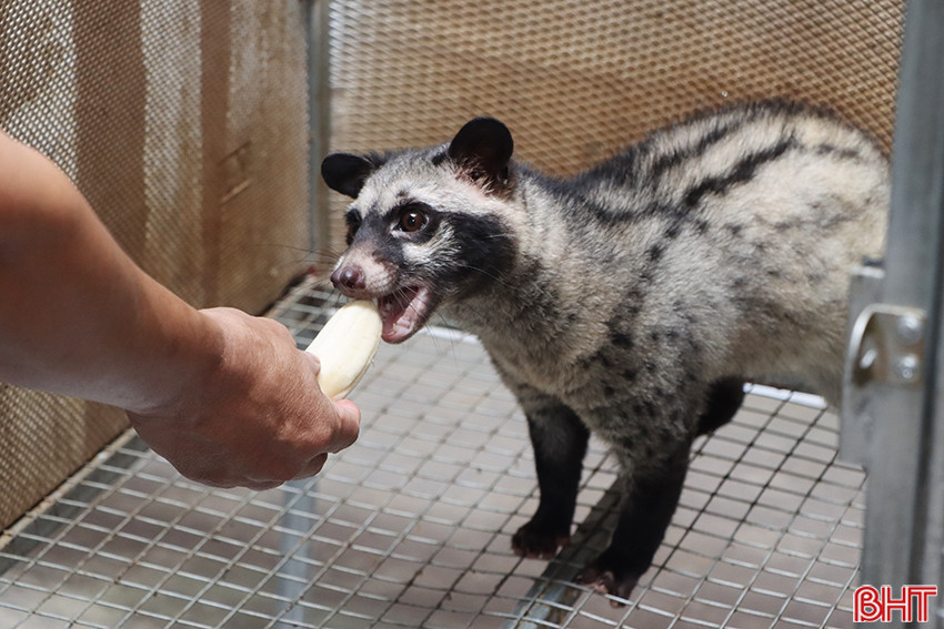 Nuôi chồn hương sinh sản, thu lời cả trăm triệu mỗi năm