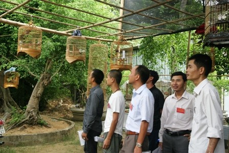 Phong trào nuôi chim cảnh trên địa bàn TP Hà Tĩnh trong những năm qua phát triển rất mạnh mẽ