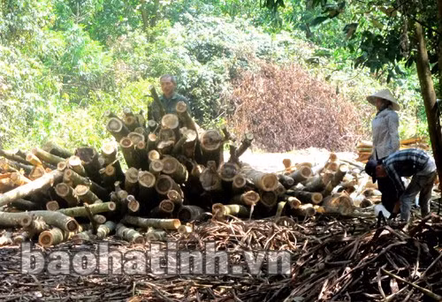 Giao đất, giao rừng đúng tiến độ, đúng đối tượng sẽ góp phần đảm bảo sinh kế và quyền lợi bền vững cho người dân ven rừng. (Ảnh người dân xã Phú Gia, Hương Khê đang thu hoạch keo)