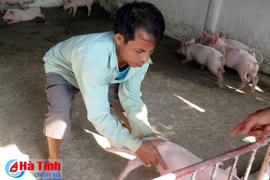 xuat hien dich tai xanh tren dan lon tai cam xuyen