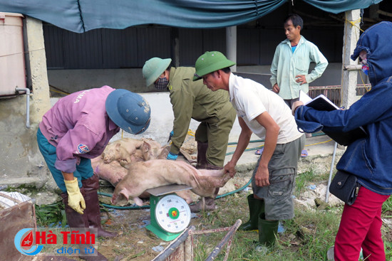 xuat hien dich tai xanh tren dan lon tai cam xuyen