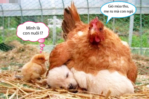 10 anh hai hot nhat facebook trong ngay