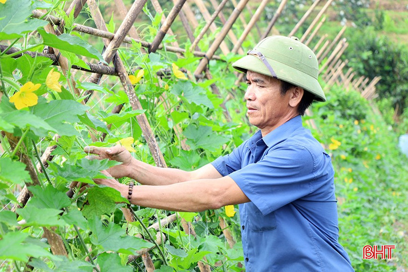 Ông Đoàn Quốc Hoài ở thôn 1 Quang Thọ, xã Vũ Quang là người đầu tiên đưa cây bí xanh vào trồng tập trung trên vùng đất đồi. bqbht_br_bi-2.jpg