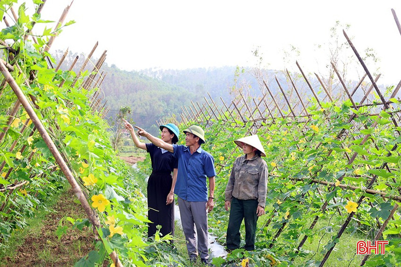 Mô hình trồng bí xanh của ông Đoàn Quốc Hoài được nhiều người đến tham quan, học hỏi kỹ thuật, kinh nghiệm trồng. bqbht_br_bi-5.jpg