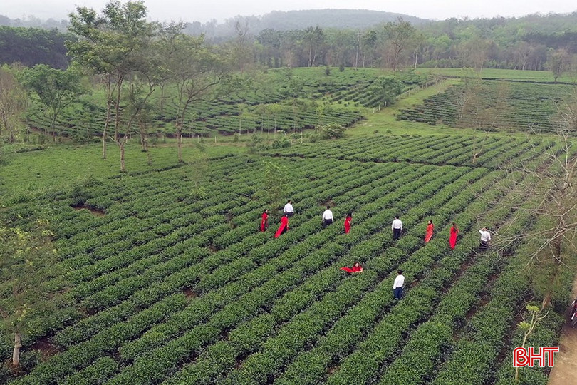 Sản xuất chè kết hợp du lịch trải nghiệm nông thôn mới là hướng đi triển vọng của xã Hương Đô. bqbht_br_che-10.jpg