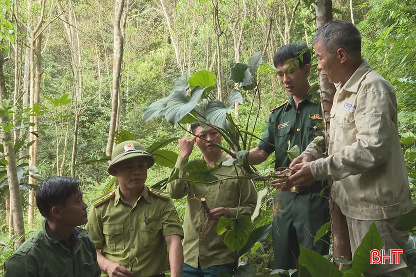 Người dân và cán bộ chuyên môn kiểm tra sự phát triển của cây thiên niên kiện. bqbht_br_thien-nien-kien-3.jpg