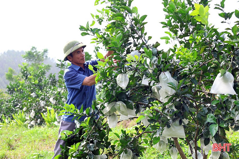 Ông Đoàn Quốc Hoài ở thôn 1 Quang Thọ, xã Vũ Quang chăm sóc vườn cam hữu cơ của gia đình bqbht_br_cam-1.jpg