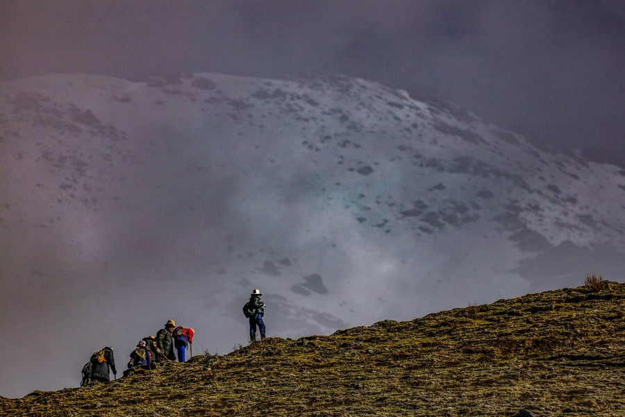 Mùa thu hoạch đông trùng hạ thảo ở Tây Tạng