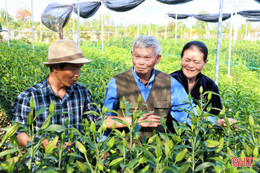 Hàng vạn gốc ly, lay ơn ở Tiên Điền hứa hẹn nở đẹp dịp Tết