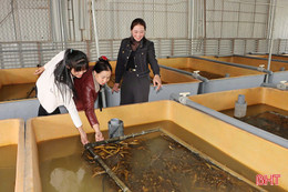 Nông dân Đức Thọ kể chuyện “hợp tác” nuôi lươn không bùn quy mô lớn