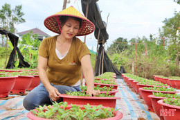 Làng hoa "khởi động" sản xuất vụ Tết