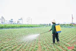 Xắn tay phòng trừ sâu bệnh hại lạc xuân