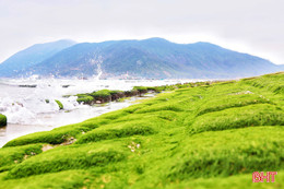 Khám phá "Rạn Nam Ô" xanh mướt bên bờ biển Hà Tĩnh