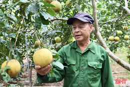 Quả rụng hàng loạt, “thủ phủ” bưởi Diễn lo thất thu vụ Tết