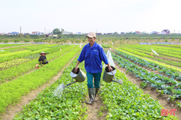 Mướt xanh những vườn rau hữu cơ ở xã Đức Thọ 