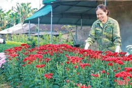 Khám phá làng hoa mới nổi ở Hà Tĩnh