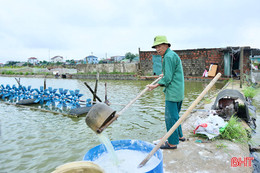 Người dân Hà Tĩnh chủ động phòng dịch bệnh cho tôm sau mưa lớn