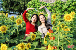 Khám phá vườn hoa hướng dương mới nổi ở Hà Tĩnh 