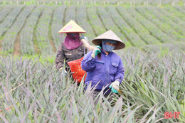 Sản xuất theo hướng liên kết, nông dân Hà Tĩnh hưởng lợi “kép”