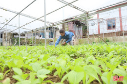 Ngắm những vườn mẫu "hồi sinh" sau lũ