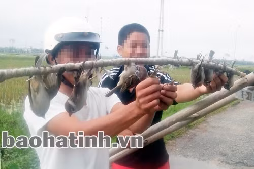 Cùng nhau "hái" chim trời