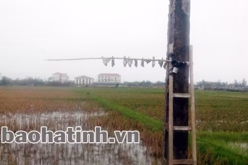 Bầy chim không kịp nhận ra nguy hiểm, liên tục đậu xuống và cùng nhau…lộn ngược