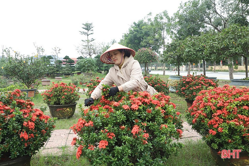 Nhân viên Công ty TNHH Dũng Thanh cắt tỉa, chăm sóc các chậu hoa để phục vụ thị trường tết.