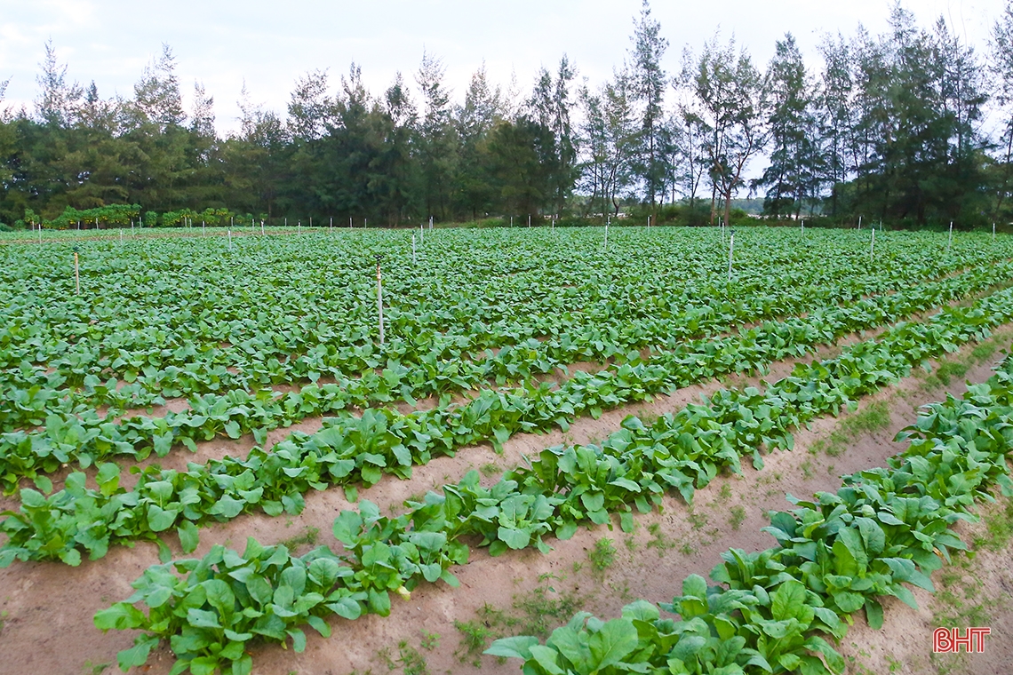 Mướt xanh trên những cánh đồng vụ đông ở Hà Tĩnh