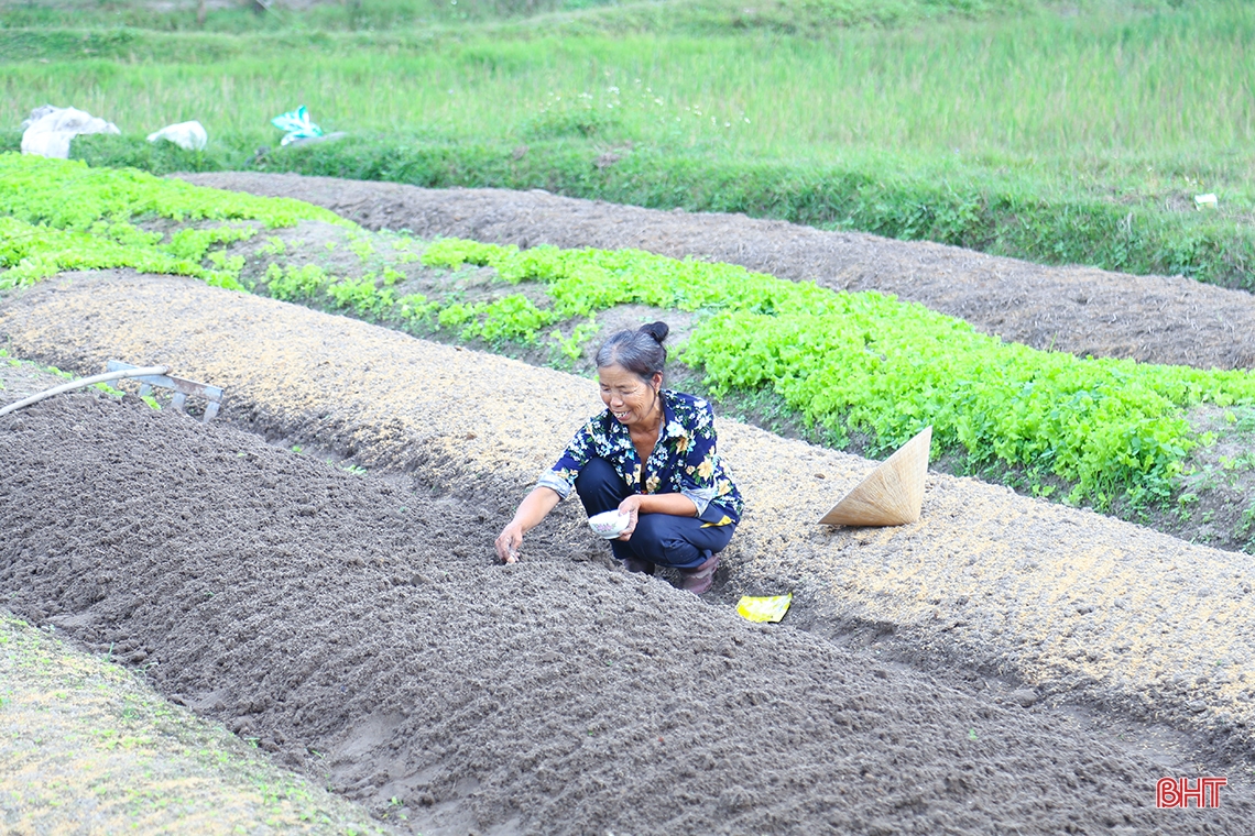 Mướt xanh trên những cánh đồng vụ đông ở Hà Tĩnh