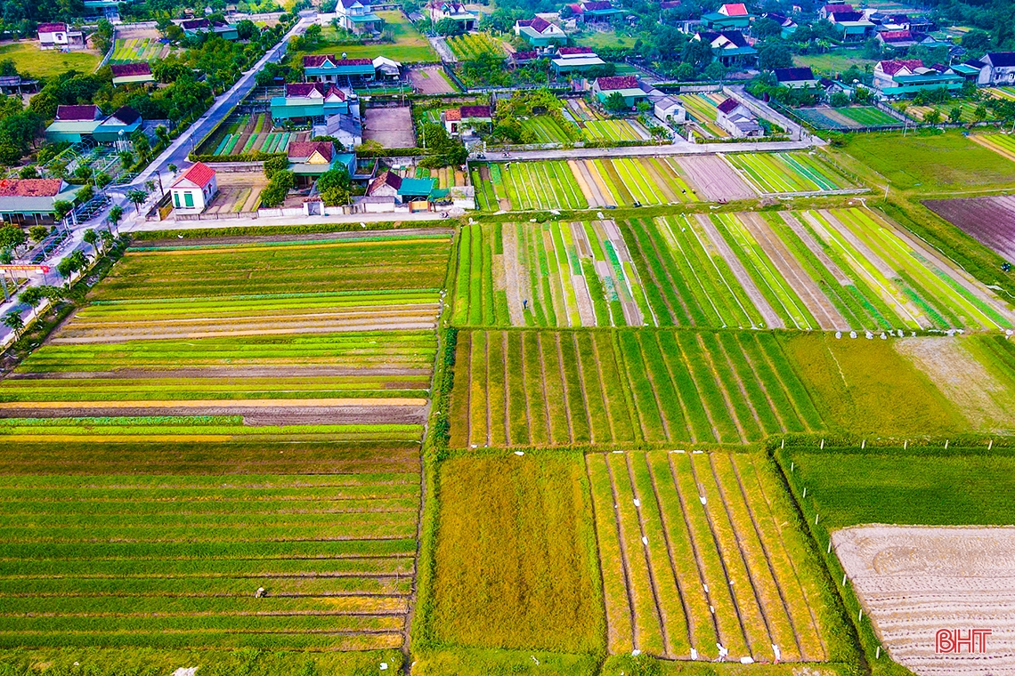 Mướt xanh trên những cánh đồng vụ đông ở Hà Tĩnh