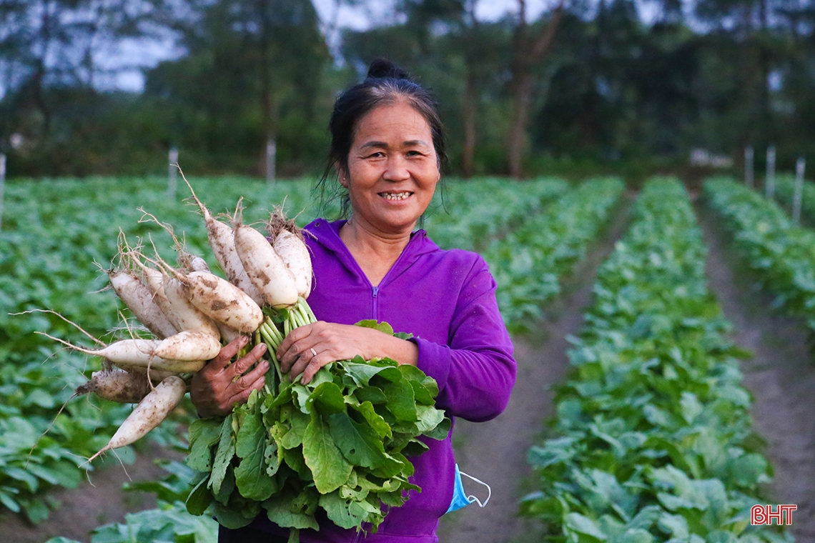 Mướt xanh trên những cánh đồng vụ đông ở Hà Tĩnh