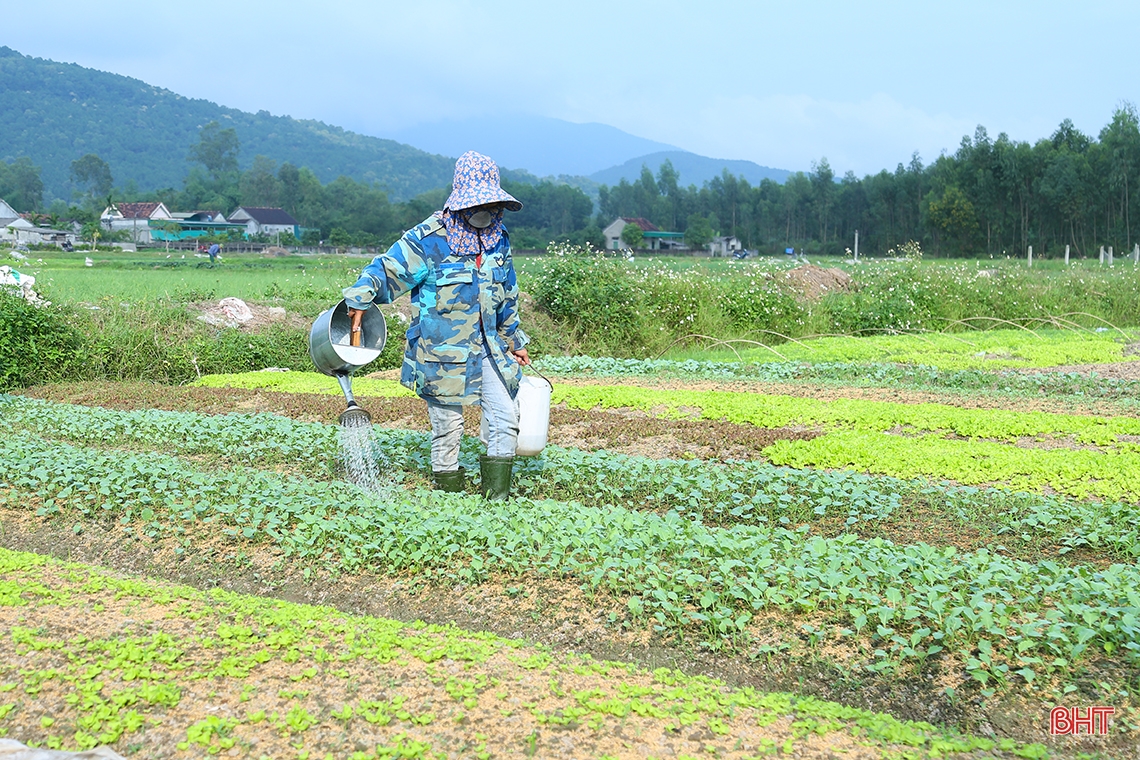 Mướt xanh trên những cánh đồng vụ đông ở Hà Tĩnh