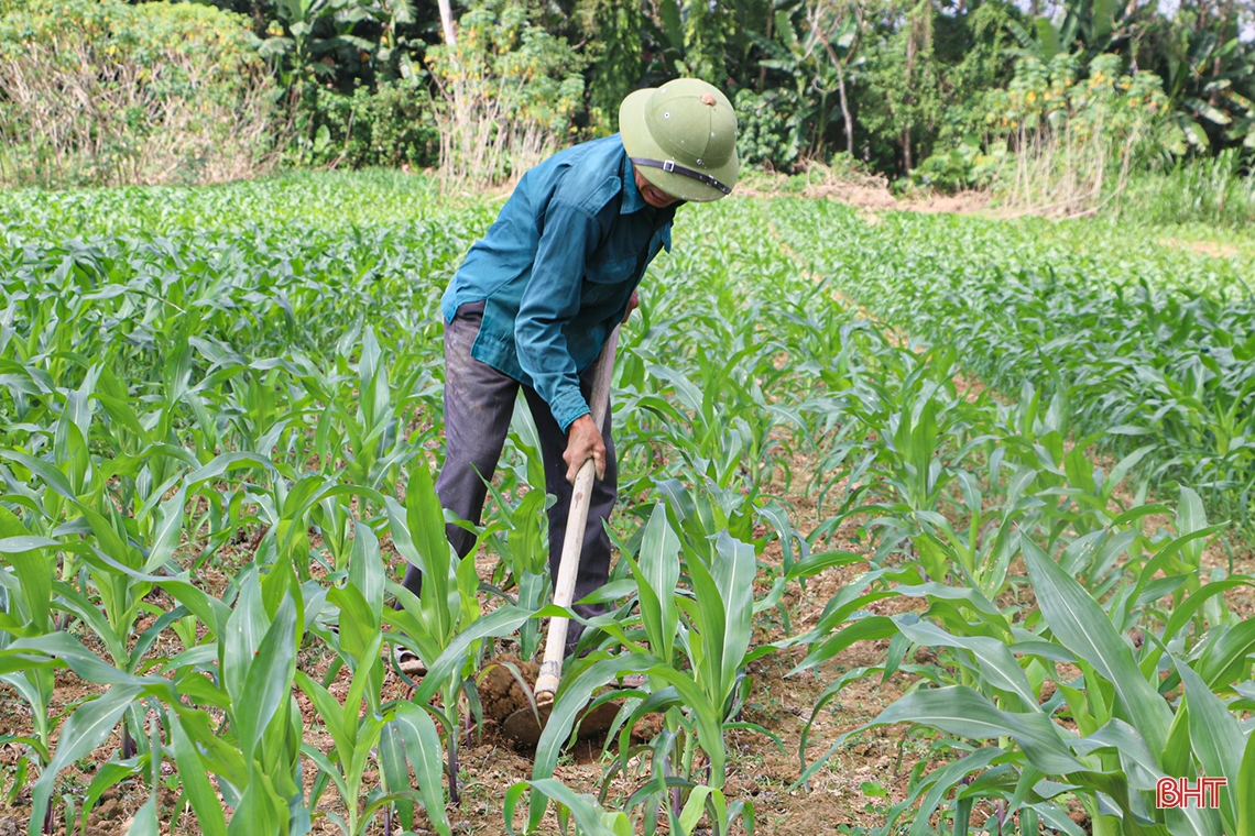 Mướt xanh trên những cánh đồng vụ đông ở Hà Tĩnh