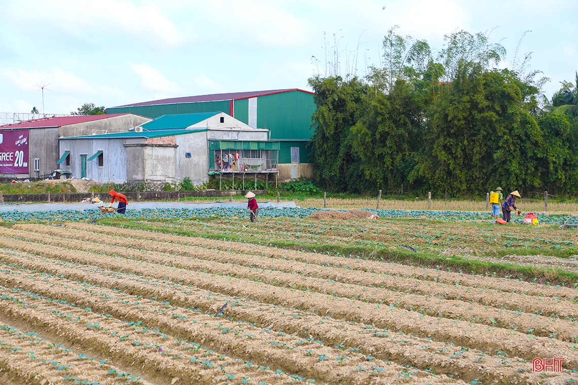 Mướt xanh trên những cánh đồng vụ đông ở Hà Tĩnh