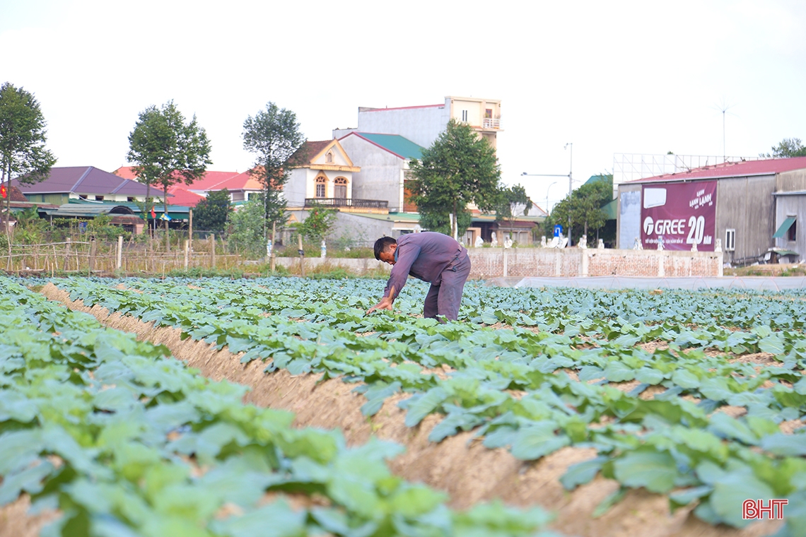 Mướt xanh trên những cánh đồng vụ đông ở Hà Tĩnh