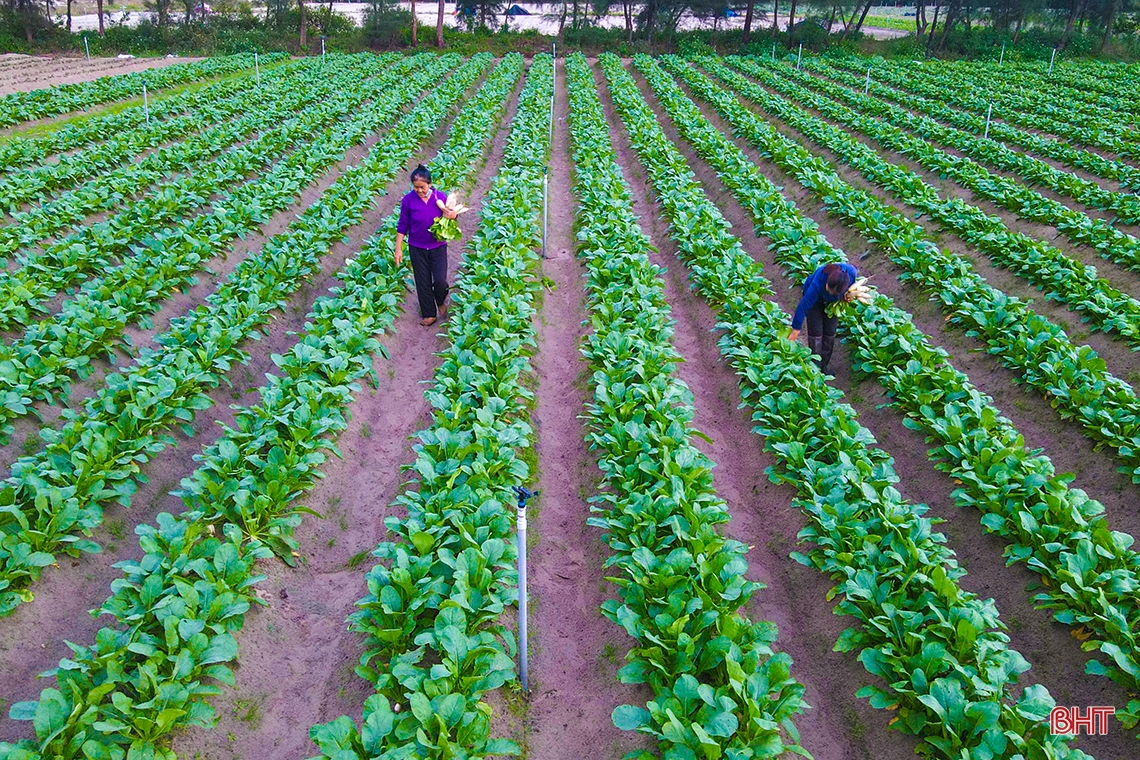 Mướt xanh trên những cánh đồng vụ đông ở Hà Tĩnh