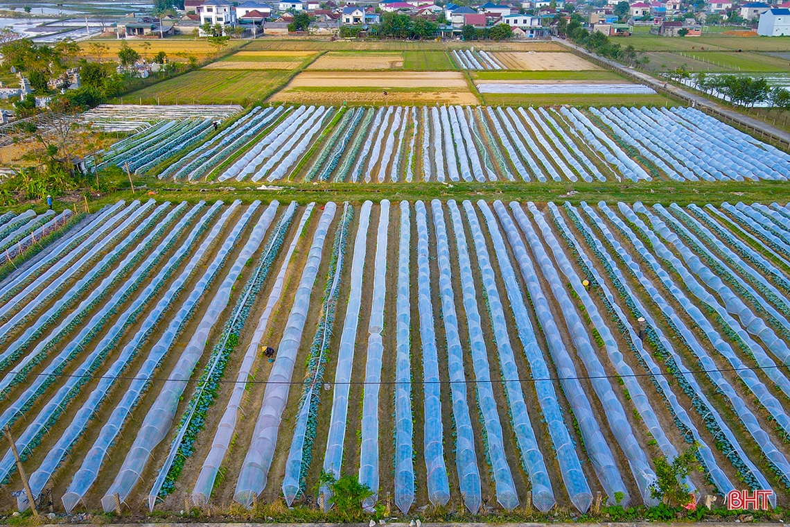 Mướt xanh trên những cánh đồng vụ đông ở Hà Tĩnh
