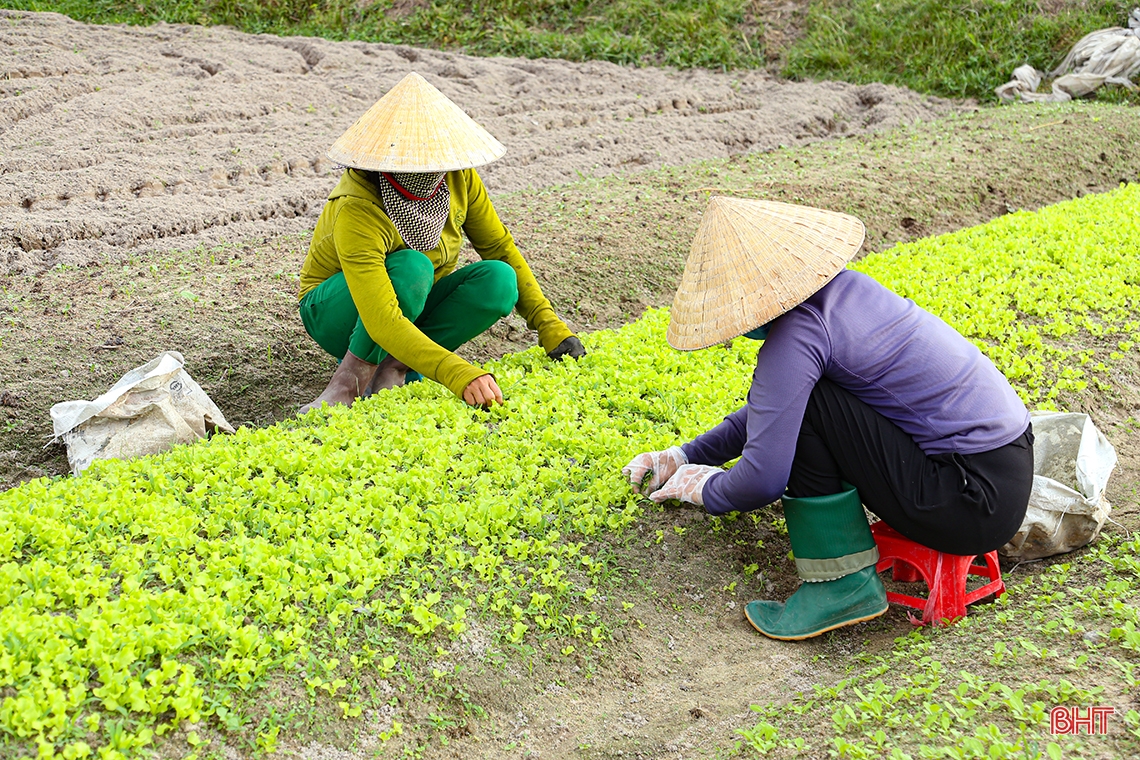 Mướt xanh trên những cánh đồng vụ đông ở Hà Tĩnh