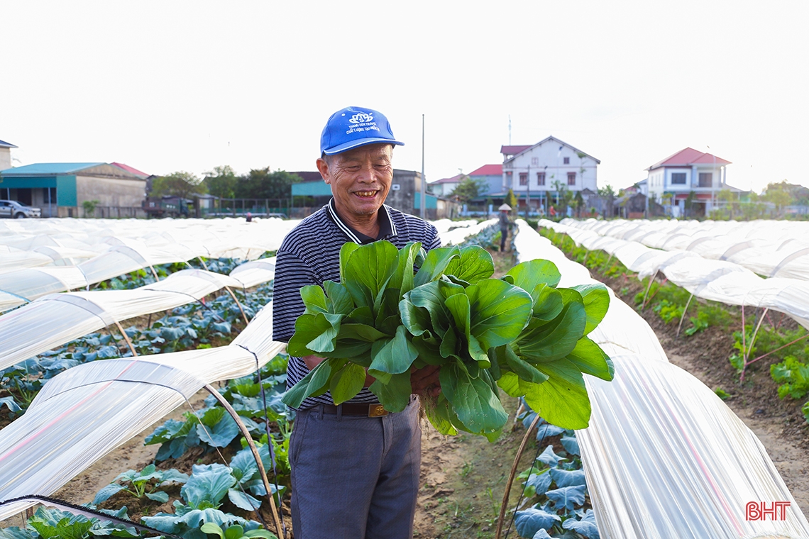 Mướt xanh trên những cánh đồng vụ đông ở Hà Tĩnh