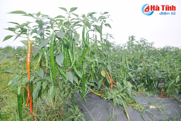 trong ot lien ket khong thanh nong dan ha tinh nem du cay